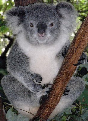 Koala 1/4 Oz Proof 2017