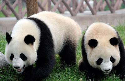 Panda 30 g strieborná