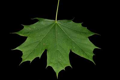 Maplegram 25 Maple Leaf 25 x 1 g