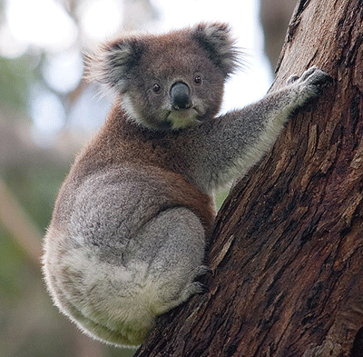 Koala 1/2 Oz strieborná