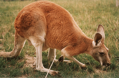 Kangaroo 1 Oz