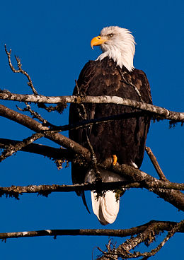 American Eagle 1 Oz