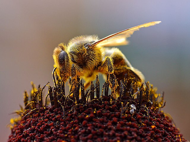 5 € - Flóra a fauna na Slovensku - včela medonosná