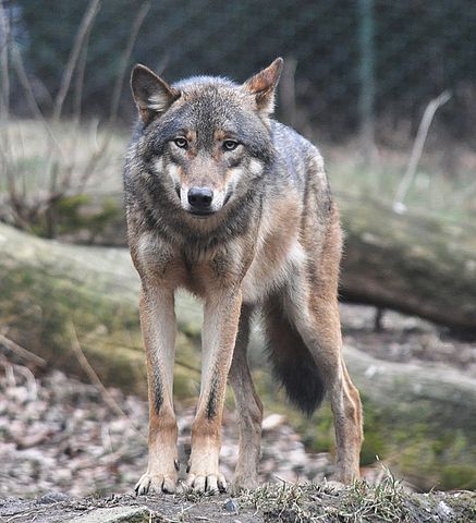 5 € - Flóra a fauna na Slovensku - vlk dravý