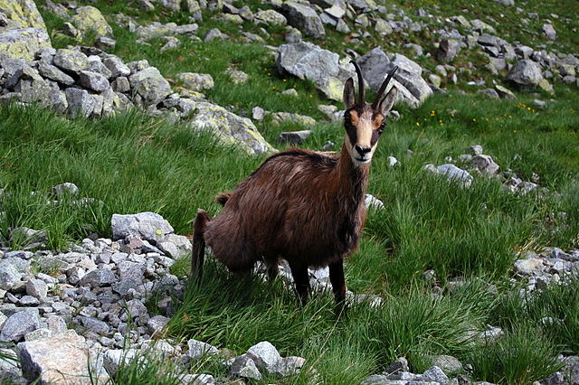 5 € - Flóra a fauna na Slovensku - kamzík vrchovský tatranský