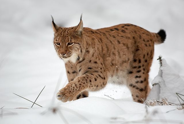 5 € - Flóra a fauna na Slovensku - rys ostrovid