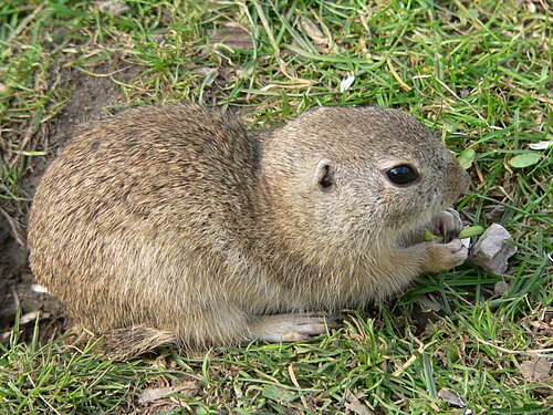 5 € - Flóra a fauna na Slovensku - syseľ pasienkový