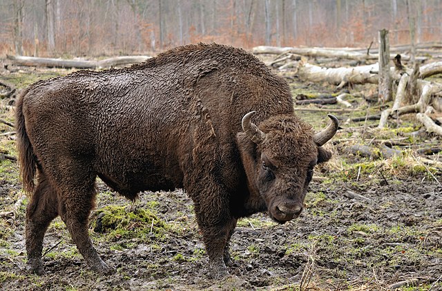 5 € - Flóra a fauna na Slovensku - zubor hrivnatý