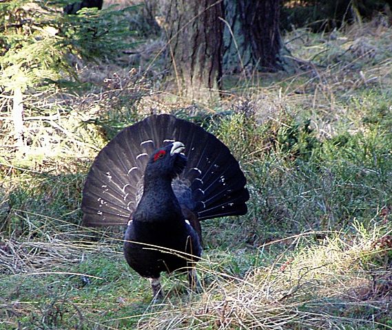 5 € - Flóra a fauna na Slovensku - hlucháň hôrny