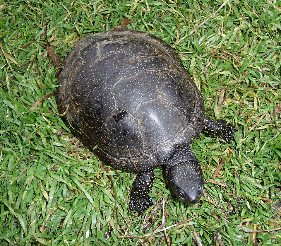 5 € - Flóra a fauna na Slovensku - korytnačka močiarna