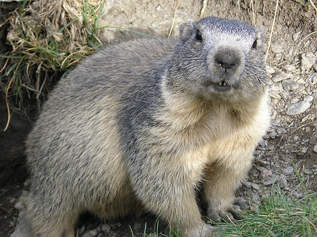 5 € - Flóra a fauna na Slovensku - svišť vrchovský