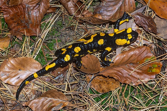 5 € - Flóra a fauna na Slovensku - salamandra škvrnitá