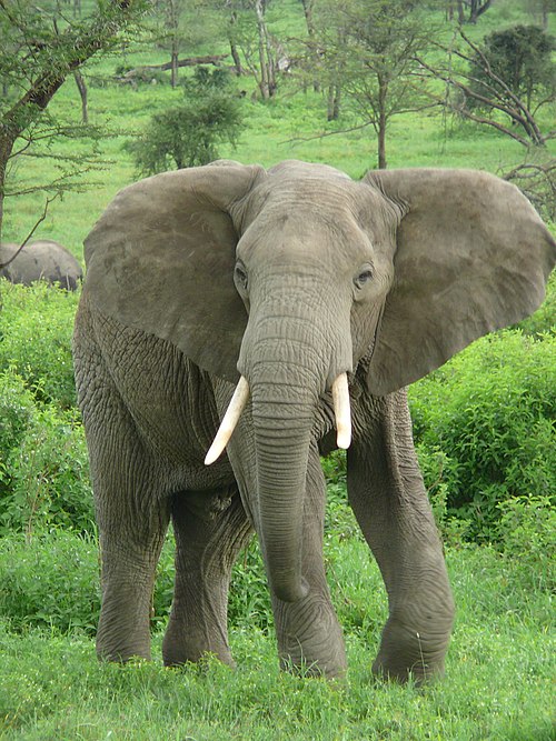 Big Five Elephant 1 Oz